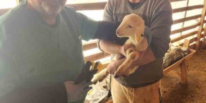 Tarım Müdürlüğü’nden Sazlı’da hayvan sağlığı mesaisi