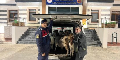 Sahte para ile hayvan alarak besiciyi dolandıran şahıslar yakalandı