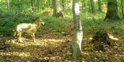 ’Kurtlar konseyi’ Uludağ’da toplandı