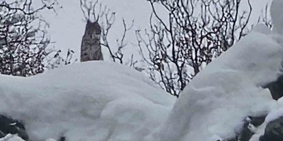 Elazığ’da koruma altındaki vaşak görüntülendi