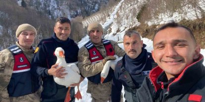 Kayıp kazlar üç gün sonra dere yatağında bulundu