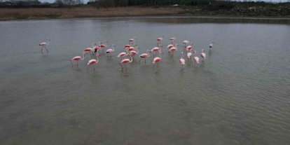 Flamingolar Büyükçekmece Gölü’nde görüntülendi