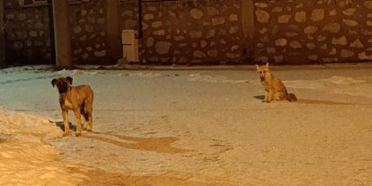 Tilki ile sokak köpeğinin dostluğu kameraya yansıdı