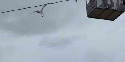 Tellerde mahsur kalan martıyı itfaiye ekipleri kurtardı