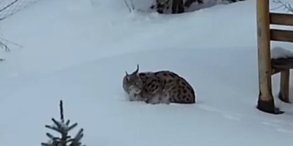 Gümüşhane’de bir evin bahçesinde vaşak görüntülendi