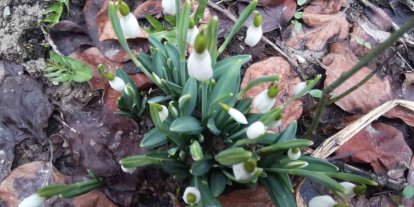 Bolu’da "baharın müjdecisi" kardelenler yüzünü erken gösterdi