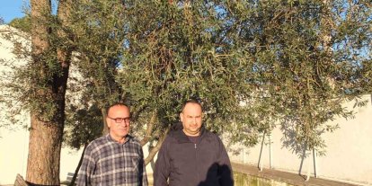 Burhaniye’de yağmurlar zeytincileri sevindirdi