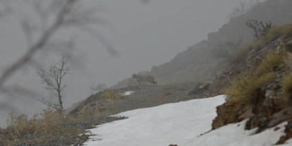 Kemaliye’de vaşak ve kızıl akbaba doğal yaşam alanlarında görüntülendi