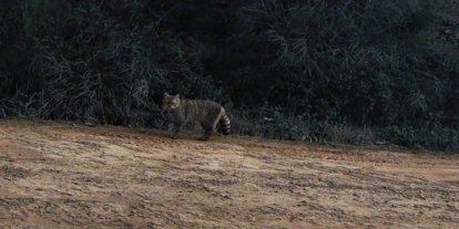 Ganos Dağları’nda yaban kedisi görüldü
