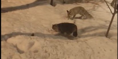 Hakkari’de tilki ile kedinin şaşırtan görüntüsü