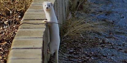 Tatvan sahilinde "Beyaz Gelincik" görüntülendi