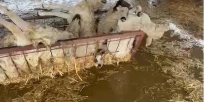 Sular altında kalan hayvan damındaki koyunlar telef oldu