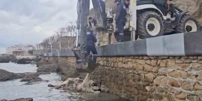 Gelibolu’da ölü inek sahile vurdu