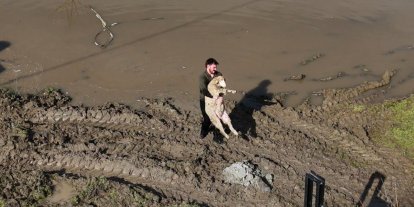 Meriç Nehri taştı; hayvanlar tahliye edildi, çiftçi malını kurtardı