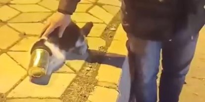 Başına konserve sıkışan kedi kurtarıldı