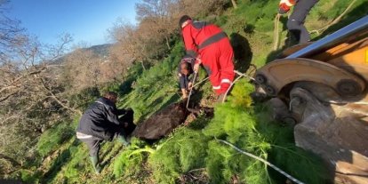 Kuyuya düşen buzağı kurtarıldı