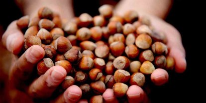 Düzce’de yılın ilk ayında 811,7 ton fındık ihraç edildi