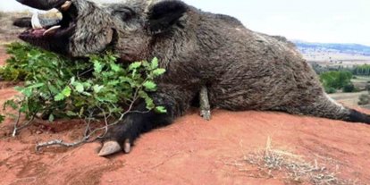 Samsun’da avlanma pulundan 5 milyon TL gelir