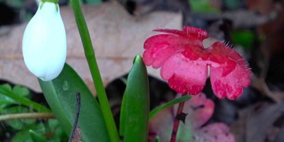 Amasya’nın dağlarında çiçekler açmaya başladı: "Anadolu’daki bitkiler milli servet"