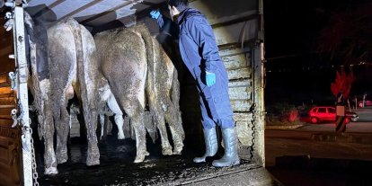 Simav’da hayvan hareketlerine yönelik yol kontrolü