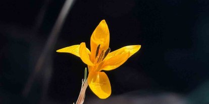 Endemik çiçekler Çameli’nde baharı müjdeliyor