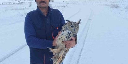 Bayburt’ta duyarlı vatandaşın yaralı halde bulduğu puhu kuduz çıktı