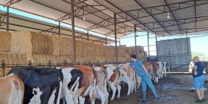 Bozdoğan’da Şap Hastalığı sona erdi