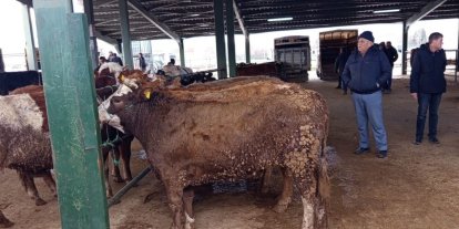 Tavşanlı hayvan pazasında Kurban Bayramı öncesi hareketlilik erken başladı