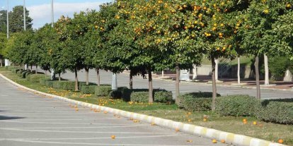 Manavgat’ta fırtına ve yağmur turunçları yollara döktü