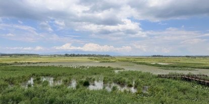 Su bitkileri ile doğal arıtma