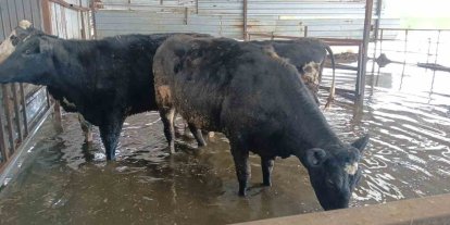 Hayvan damları sular altında kaldı, hayvanlar tahliye ediliyor