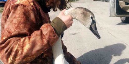 Vatandaşların bulduğu yaralı kuğu tedavi altına alındı