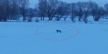 Bayburt’un Arpalı beldesinde 3 kurt görüldü