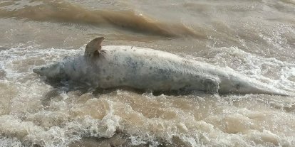 Ayvacık sahiline ölü yunus balığı vurdu