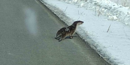 Nesli tehlikede olan su samuru yolunu kaybetti, kara yoluna indi