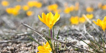 Yozgat’ta bu yıl çiğdemler baharı erkenden müjdeledi