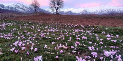 Elazığ’da baharın habercisi çiğdemler erken açtı