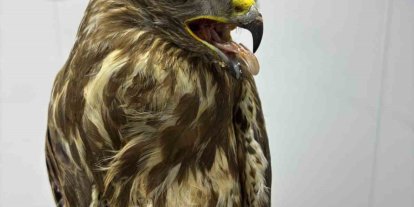 Göç yolunda yorgun düşen hayvanların yardımına köylüler yetişiyor