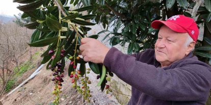 Kış ortasında yalancı bahara aldanan karayemiş ve dut ağaçları çiçek açıp meyve verdi