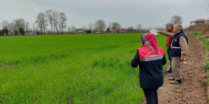 Çarşamba’da fenolojik gözlem ve destekleme çalışmaları