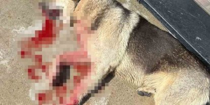 Tavuklarını yiyen köpekleri öldürünce tutuklandı
