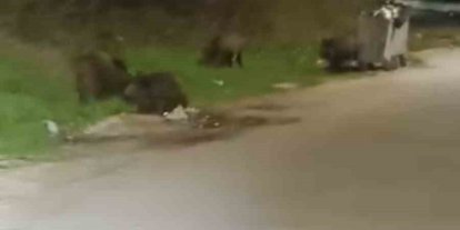 Bursa’da aç kalan domuz sürüsü şehre indi