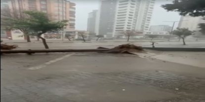 Adana’da fırtına ağaçları yerinden söktü