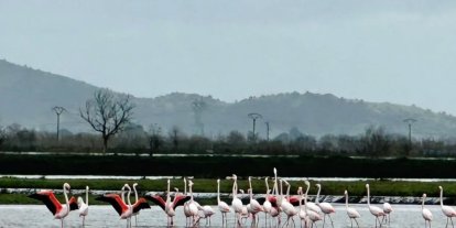 Tarlaları su bastı, flamingolar keyfini sürdü