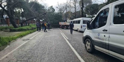 Nazilli’de fırtınayla devrilen dev çam ağacı karayolunu trafiğe kapadı