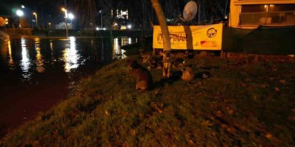 Tunca Nehri taştı: Suyla dolan Sarayiçi güreş alanında köpekler mahsur kaldı