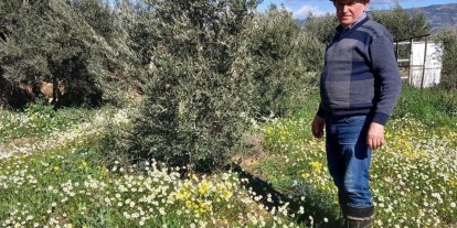 Sarıgöl’de şubat ayında yalancı bahar yaşanıyor