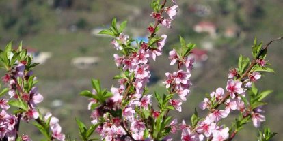 Ordu’da yalancı bahar: Meyve ağaçları kışın çiçek açtı