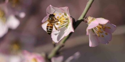 Amasya’da badem ağaçları çiçek açtı