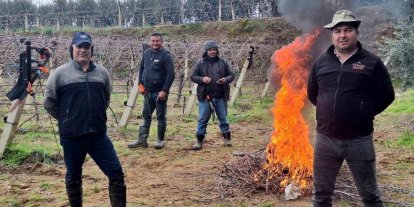 Üzüm bağlarında zorlu budak mesaisi